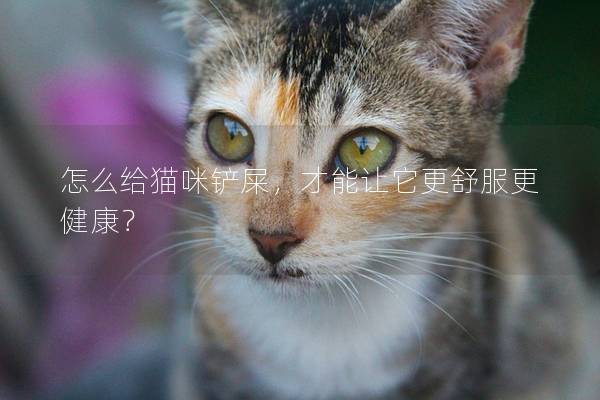 怎么给猫咪铲屎，才能让它更舒服更健康？