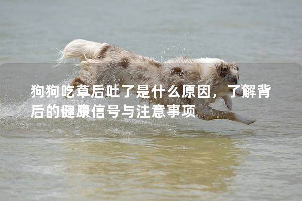 狗狗吃草后吐了是什么原因，了解背后的健康信号与注意事项