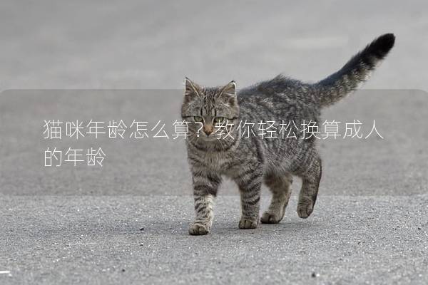 猫咪年龄怎么算？教你轻松换算成人的年龄