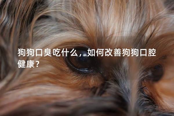 狗狗口臭吃什么，如何改善狗狗口腔健康？