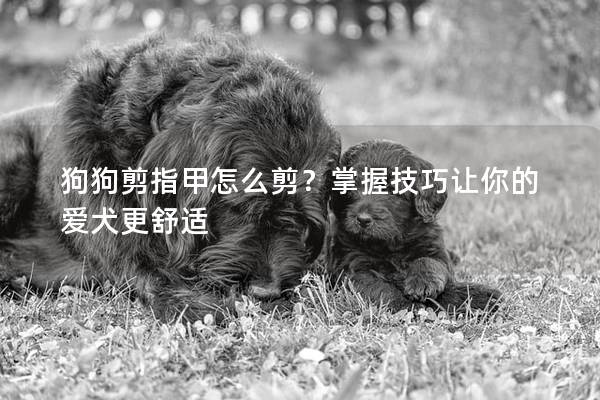 狗狗剪指甲怎么剪？掌握技巧让你的爱犬更舒适
