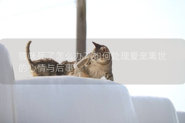 猫咪死了怎么办？如何处理爱宠离世的心情与后事
