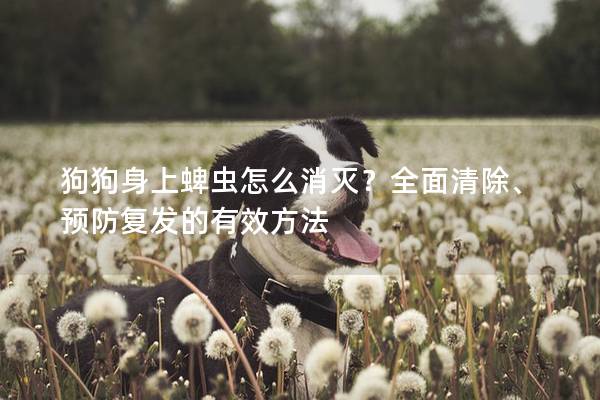 狗狗身上蜱虫怎么消灭？全面清除、预防复发的有效方法