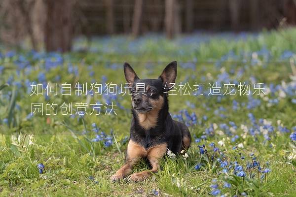 如何自制狗狗玩具，轻松打造宠物乐园的创意方法