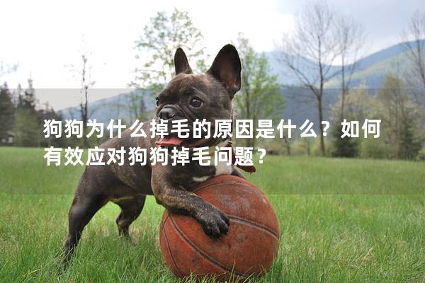狗狗为什么掉毛的原因是什么？如何有效应对狗狗掉毛问题？