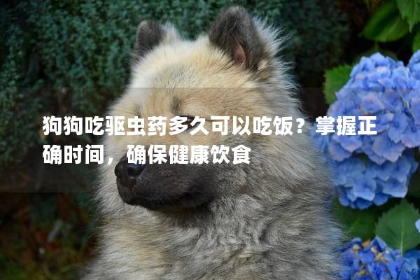狗狗吃驱虫药多久可以吃饭？掌握正确时间，确保健康饮食