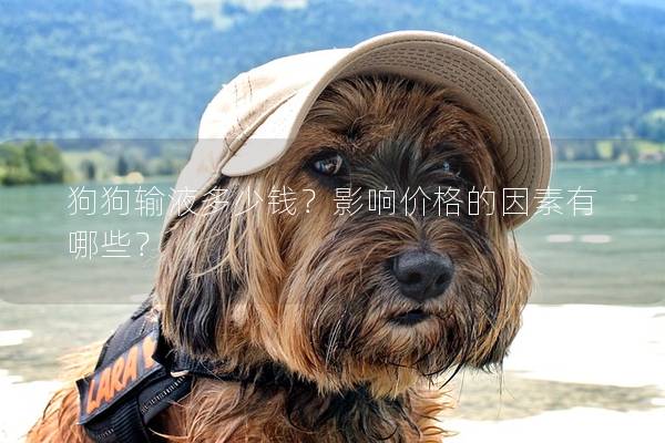 狗狗输液多少钱？影响价格的因素有哪些？