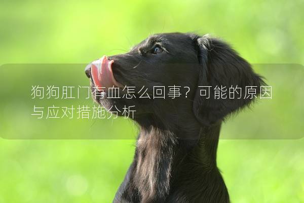 狗狗肛门有血怎么回事？可能的原因与应对措施分析