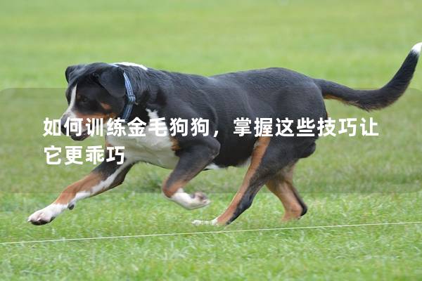 如何训练金毛狗狗，掌握这些技巧让它更乖巧