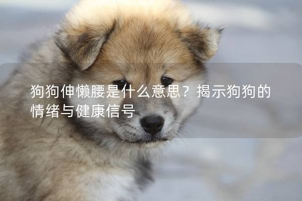 狗狗伸懒腰是什么意思？揭示狗狗的情绪与健康信号