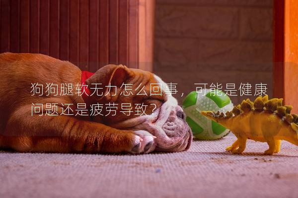 狗狗腿软无力怎么回事，可能是健康问题还是疲劳导致？