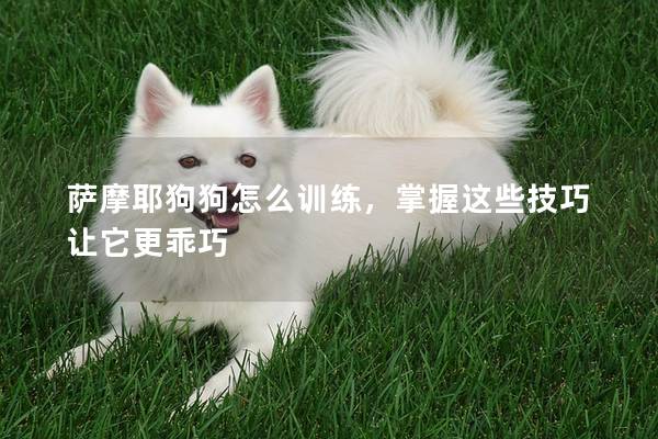 萨摩耶狗狗怎么训练，掌握这些技巧让它更乖巧