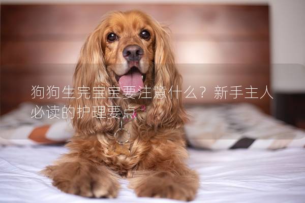 狗狗生完宝宝要注意什么？新手主人必读的护理要点