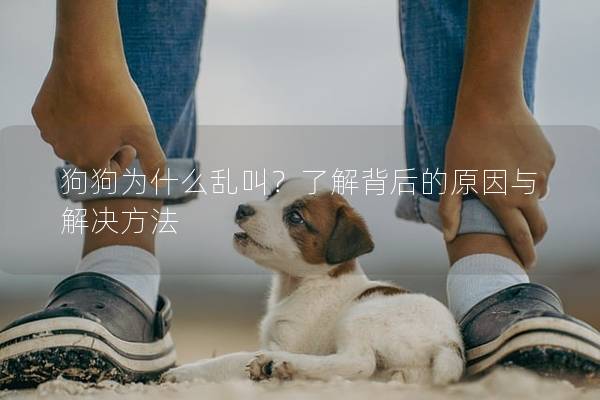 狗狗为什么乱叫？了解背后的原因与解决方法