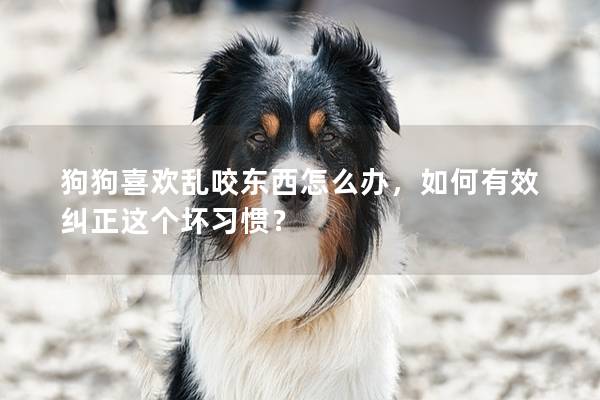 狗狗喜欢乱咬东西怎么办，如何有效纠正这个坏习惯？