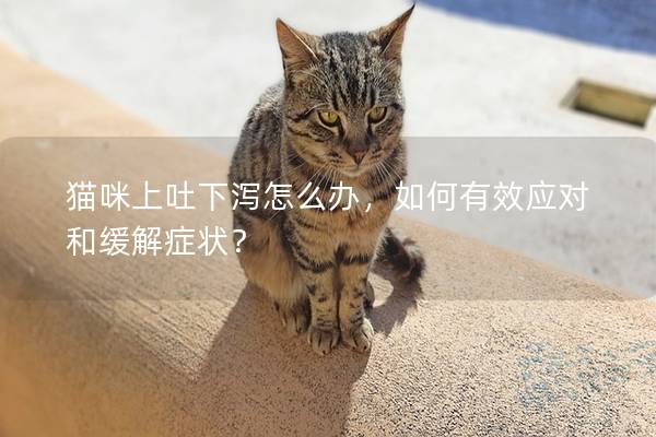 猫咪上吐下泻怎么办，如何有效应对和缓解症状？