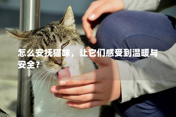 怎么安抚猫咪，让它们感受到温暖与安全？