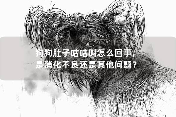 狗狗肚子咕咕叫怎么回事, 是消化不良还是其他问题？
