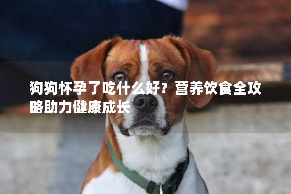 狗狗怀孕了吃什么好？营养饮食全攻略助力健康成长
