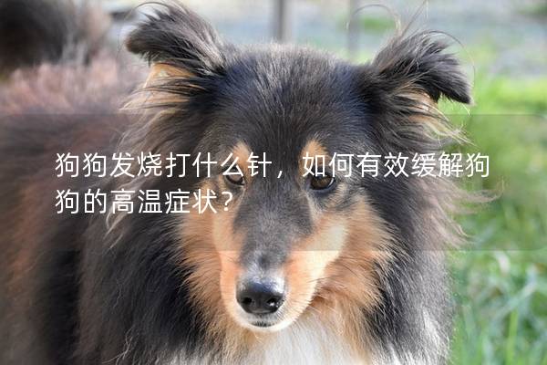 狗狗发烧打什么针，如何有效缓解狗狗的高温症状？