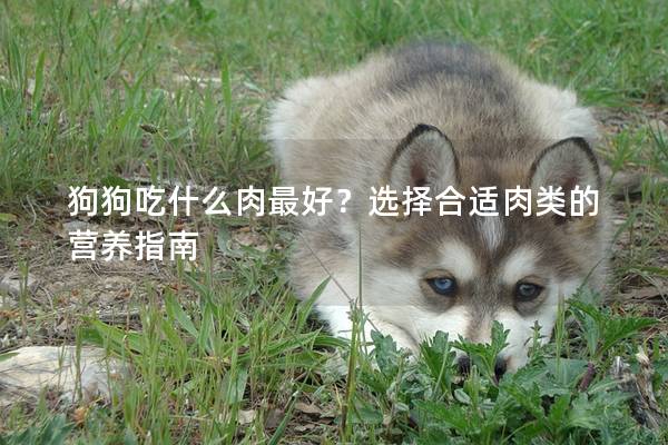 狗狗吃什么肉最好？选择合适肉类的营养指南