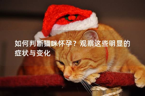 如何判断猫咪怀孕？观察这些明显的症状与变化