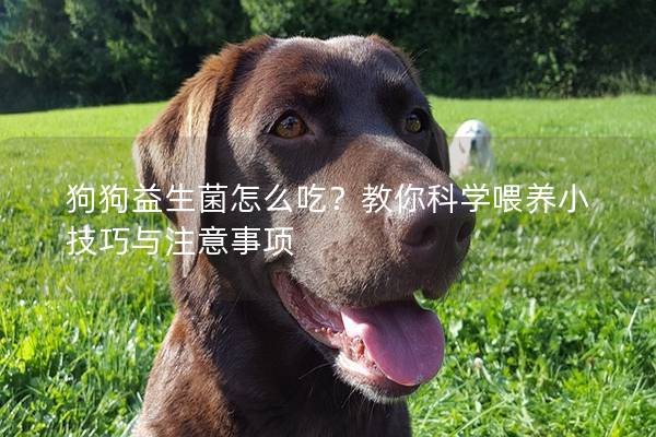 狗狗益生菌怎么吃？教你科学喂养小技巧与注意事项
