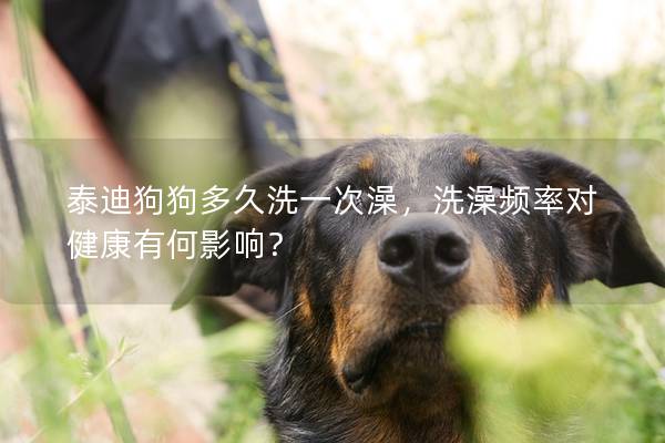 泰迪狗狗多久洗一次澡，洗澡频率对健康有何影响？