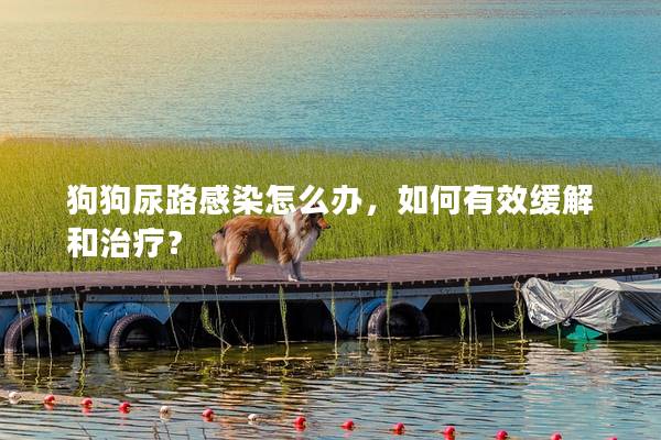 狗狗尿路感染怎么办，如何有效缓解和治疗？