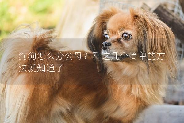 狗狗怎么分公母？看这几个简单的方法就知道了