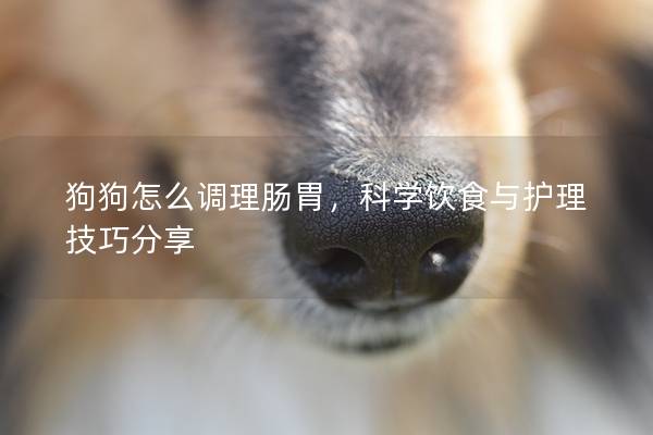 狗狗怎么调理肠胃，科学饮食与护理技巧分享