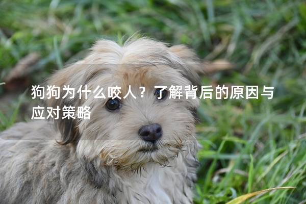 狗狗为什么咬人？了解背后的原因与应对策略