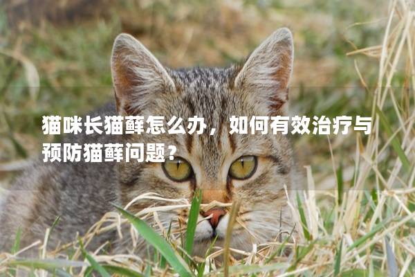 猫咪长猫藓怎么办，如何有效治疗与预防猫藓问题？