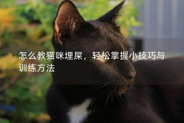 怎么教猫咪埋屎，轻松掌握小技巧与训练方法