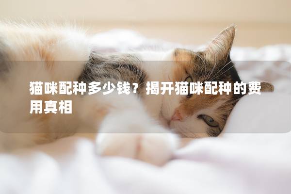 猫咪配种多少钱？揭开猫咪配种的费用真相