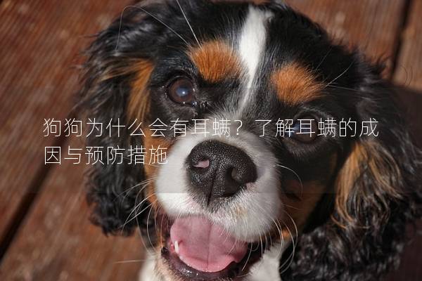 狗狗为什么会有耳螨？了解耳螨的成因与预防措施