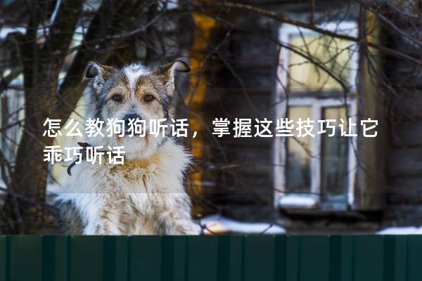 怎么教狗狗听话，掌握这些技巧让它乖巧听话