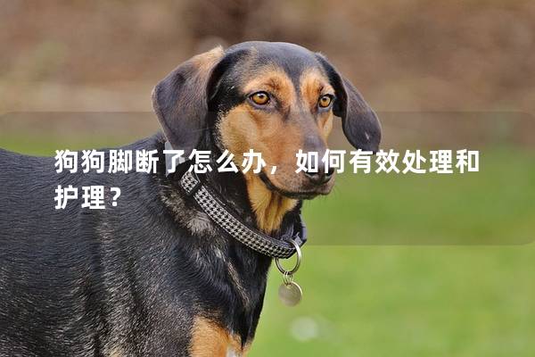狗狗脚断了怎么办，如何有效处理和护理？
