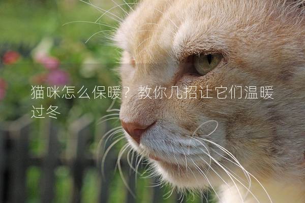 猫咪怎么保暖？教你几招让它们温暖过冬