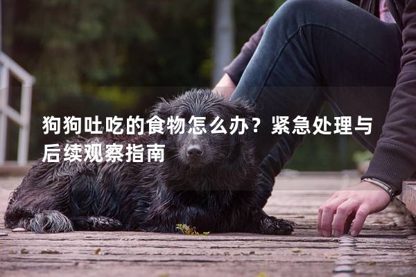 狗狗吐吃的食物怎么办？紧急处理与后续观察指南