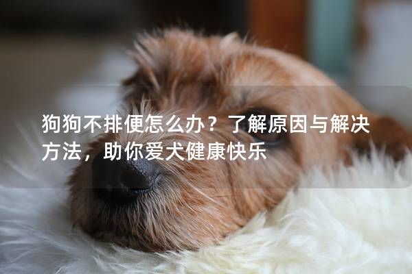 狗狗不排便怎么办？了解原因与解决方法，助你爱犬健康快乐