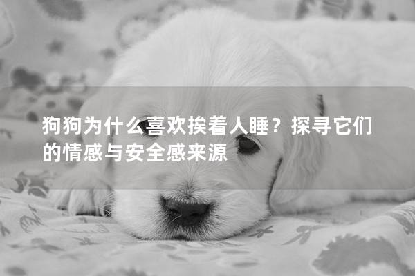 狗狗为什么喜欢挨着人睡？探寻它们的情感与安全感来源
