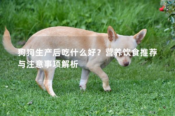 狗狗生产后吃什么好？营养饮食推荐与注意事项解析