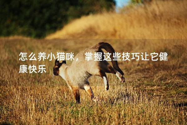 怎么养小猫咪，掌握这些技巧让它健康快乐
