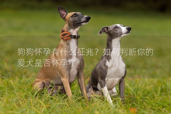 狗狗怀孕有什么征兆？如何判断你的爱犬是否怀孕了