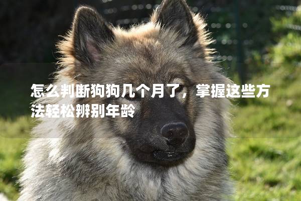 怎么判断狗狗几个月了，掌握这些方法轻松辨别年龄