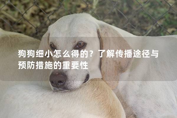 狗狗细小怎么得的？了解传播途径与预防措施的重要性