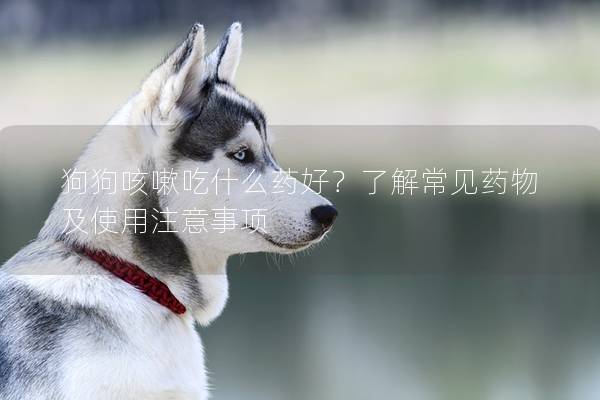 狗狗咳嗽吃什么药好？了解常见药物及使用注意事项