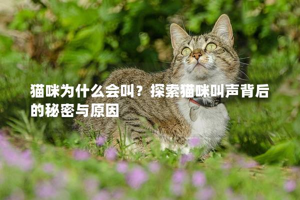 猫咪为什么会叫？探索猫咪叫声背后的秘密与原因