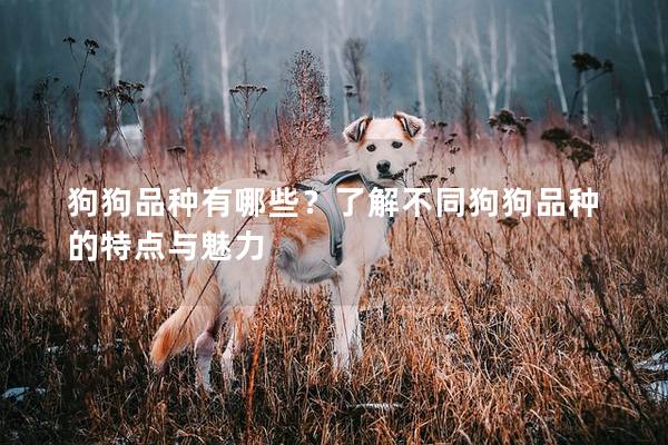 狗狗品种有哪些?了解不同狗狗品种的特点与魅力 狗狗品种有哪些?了解不同狗狗品种的特点与魅力